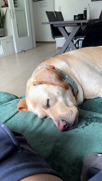 Dog is making funny sounds while sleeping!
