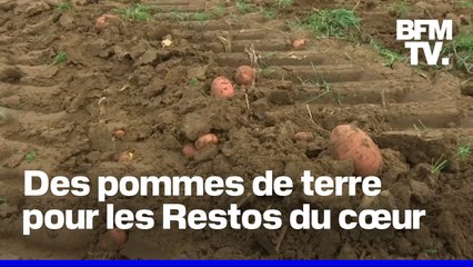Dans la Somme, 100 tonnes de pommes de terre distribuées aux Restos du Cœur