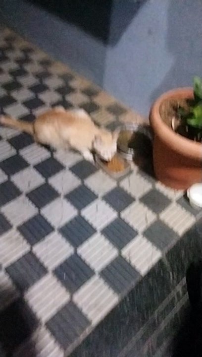 Mysore cat lover