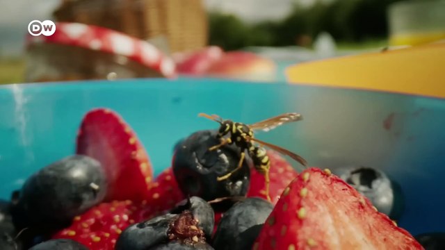 Smart insects The astonishing intelligence of bumblebees wasps co DW Documentary_1080