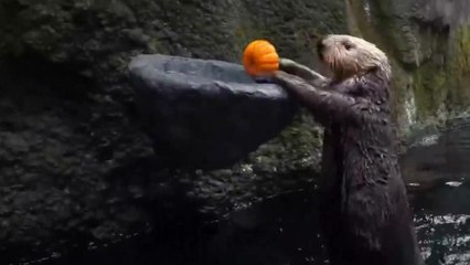 Rescued otters play basketball - with pumpkins