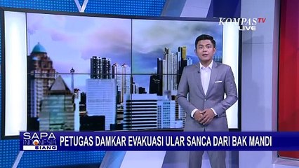 Detik-Detik Petugas Damkar Evakuasi Ular Sanca dari Bak Mandi Warga di Pekanbaru