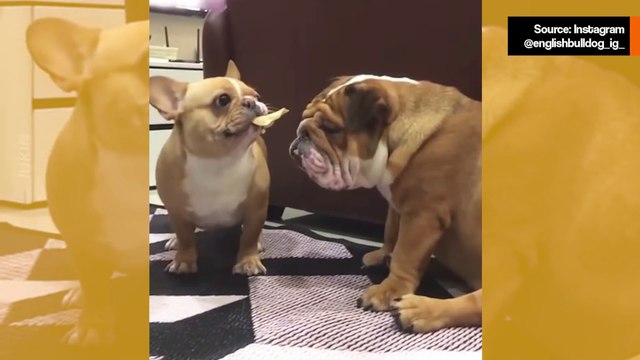 Hulvaton video: Pieni koira koettelee äkäisen bulldoggin kärsivällisyyttä