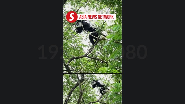 The Straits Times | Colobus monkey captured six months after Singapore Zoo escape