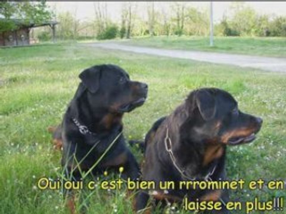 Les loulous