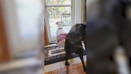 Dos perros se ponen a bailar y nadie da crédito: "Ni Shakira se atrevió a tanto"