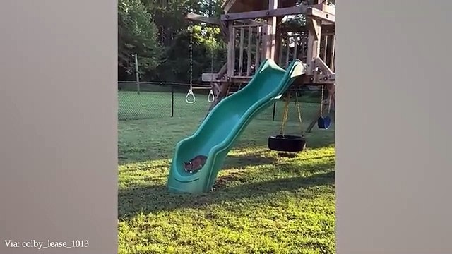 Best Funniest Animal Videos 2024 Funny Dogs And Cats make you LAUGH uncontrollably