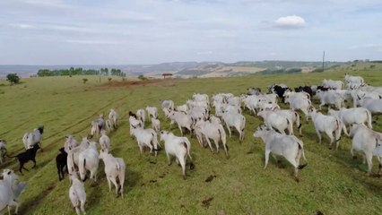 Negócio Rural - Temporada 01 - Episódio 22 - Pecuária MT (03/11/2024)