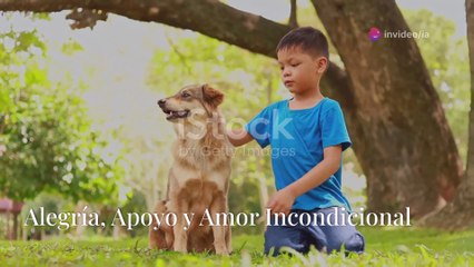 El Cielo de los Animales: ¿Existe un Paraíso para las Mascotas?