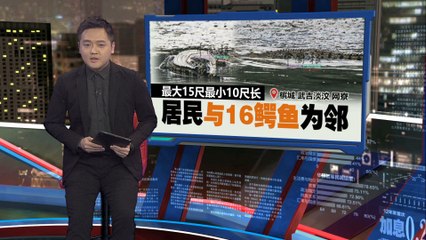 北马武吉淡汶居民与鳄鱼共处，最大达15尺🐊