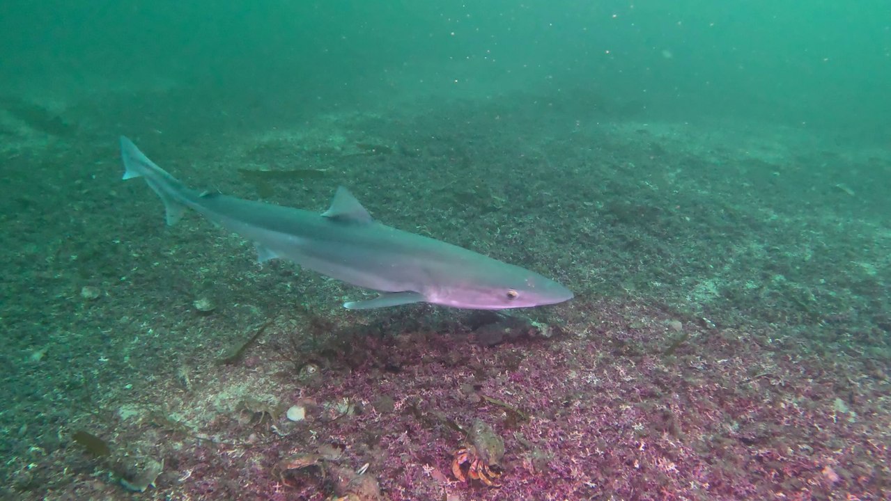 Shark in Scottish waters