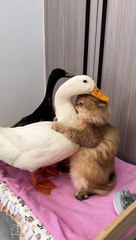 Totally Looks Like a Healthy Relationship