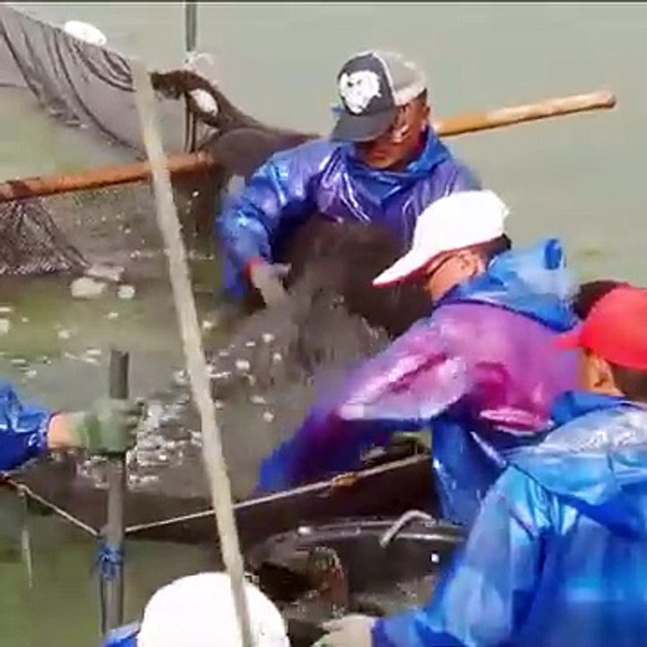 Grouper fish cutting skills and steaks
