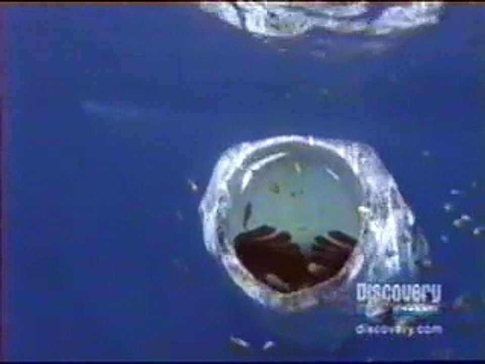 Whale Shark feeding (mpg)