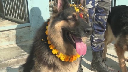 Dogs given treats and garlands in special Diwali worship ceremony