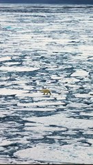 Polar Bear Walking on Ice in the Ocean