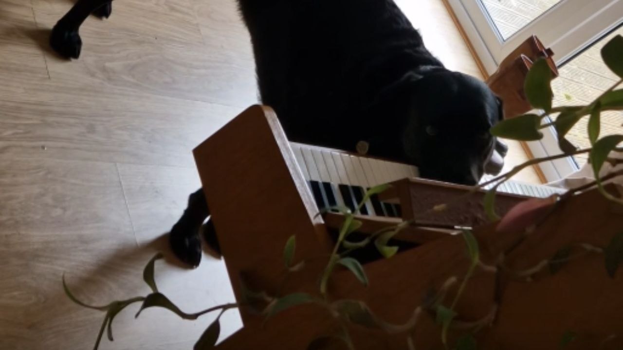 Adorable dog steals the show by playing piano and howling to the music