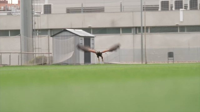 Jara, el halcón que cuida de la Ciudad de Fútbol de Las Rozas