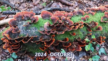 2024-OCTOBRE-BALADES & RANDOS