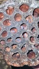 Pet Sinodillo Vietnam Isopods are hiding out in a lotus seed pod!