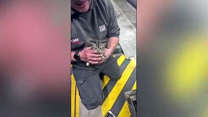 Mechanics find kitten trapped under metal rollers at a MOT centre