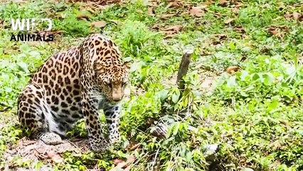 AFRICAN SAVANNA _ Defense Strategies in the Land of Predators _ Animal Documenta