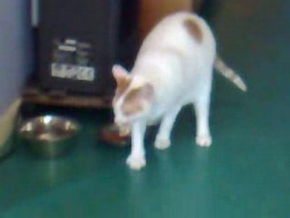 Un chat courageux qui fait le ménage