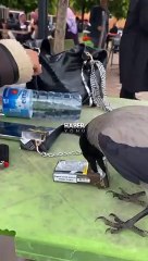 Tokat’ta Bir Karga, Masadaki Paketten Sigara Çalıp Kaçtı!