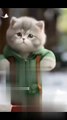 Cat Funny Dance #cat #catvidoes #catdancevideo #funny #funnycartoon | Cats Lover Dua
