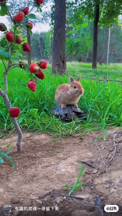 Rabbit