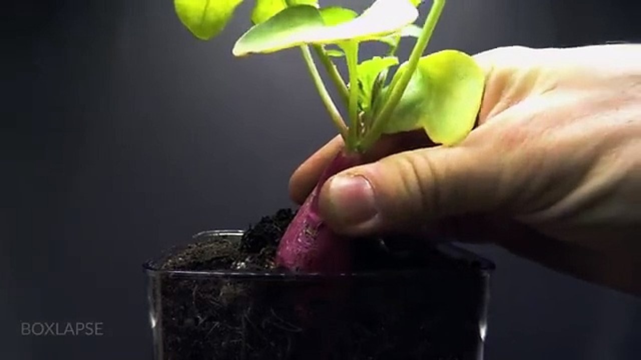 384 Days in 8 Minutes - TOP 8 Plant Growing Time-lapses