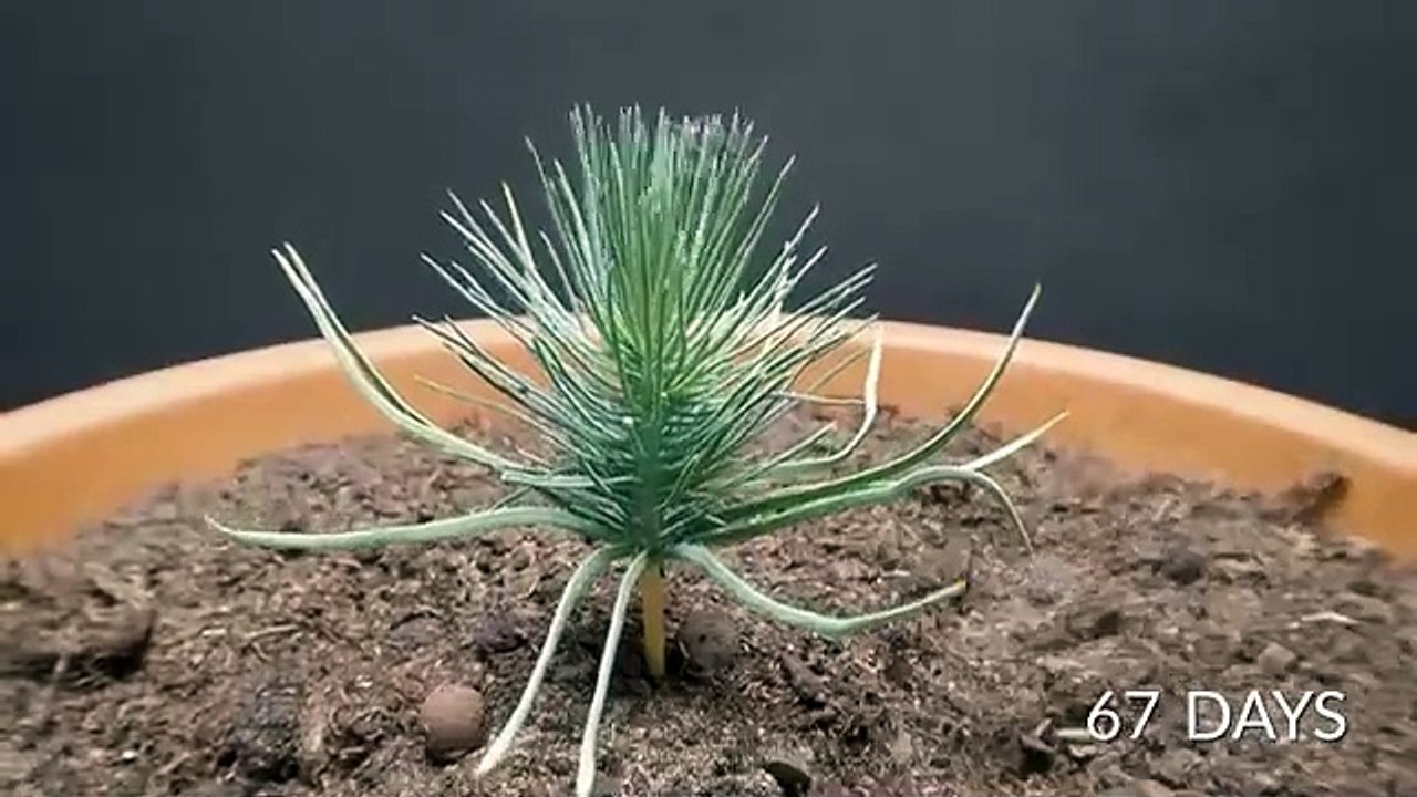 4 Years in 8 Minutes - Plant time-lapse compilation