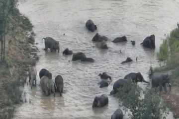पानी में खेलते-नहाते नजर आया हाथियों का दल