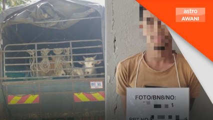 PGA rampas 13 lembu seludup dari Thailand