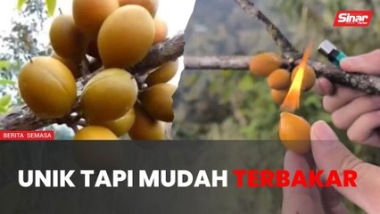 Buah kerosin unik tapi mudah terbakar