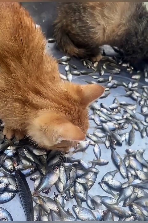 2024 best animals videos #cutecatvideos #funnycatvideos #cuteanimals #funny #reels #shortsvideo  #shorts #animal #funny animals #cat #animals #fyp