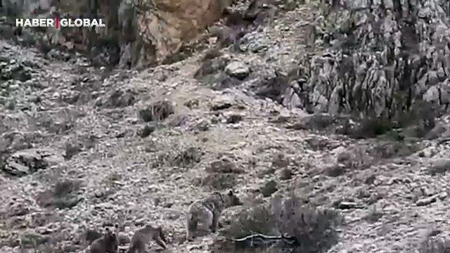 Kış uykusu öncesi anne ayı ve yavruları böyle görüntülendi