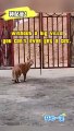 Without a big villa, you can’t even get a cat. #funnyvideos #funnyanimals #funnypets