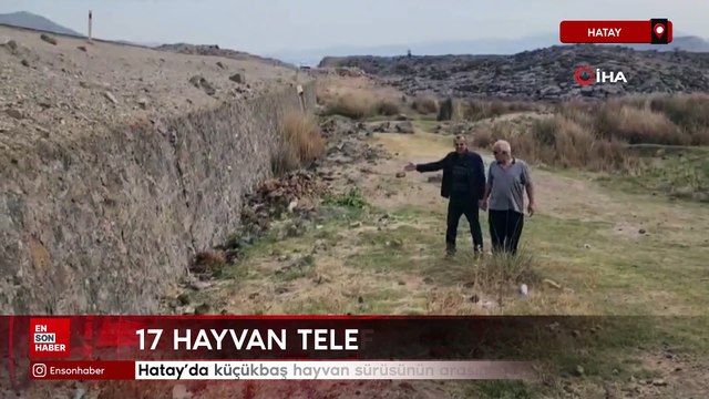 Hatay'da küçükbaş hayvan sürüsünün arasında otomobil daldı