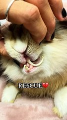 Rabbit is rescued from a neglectful past and has an incredible journey!