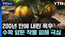 '잠기고 쓰러지고'...제주, 기록적 폭우에 피해 속출 / YTN