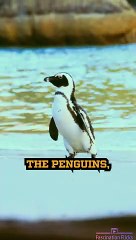 The Extraordinary Parenting of Penguins!