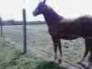 quand on attrape Adeline dans son champ