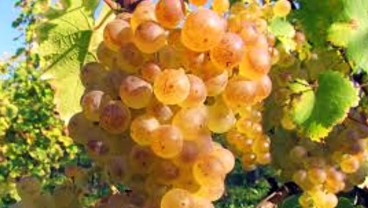 Puiu Nastase-Asa beau,oamenii buni