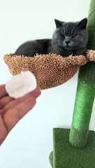 Person puts an ice cube on their cat to see how it would react!