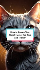 How to Groom Your Cat at Home Top Tips and Tricks