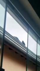 Rescatan a una vaca que apareció en el techo de una casa ¿Cómo sucedió? 