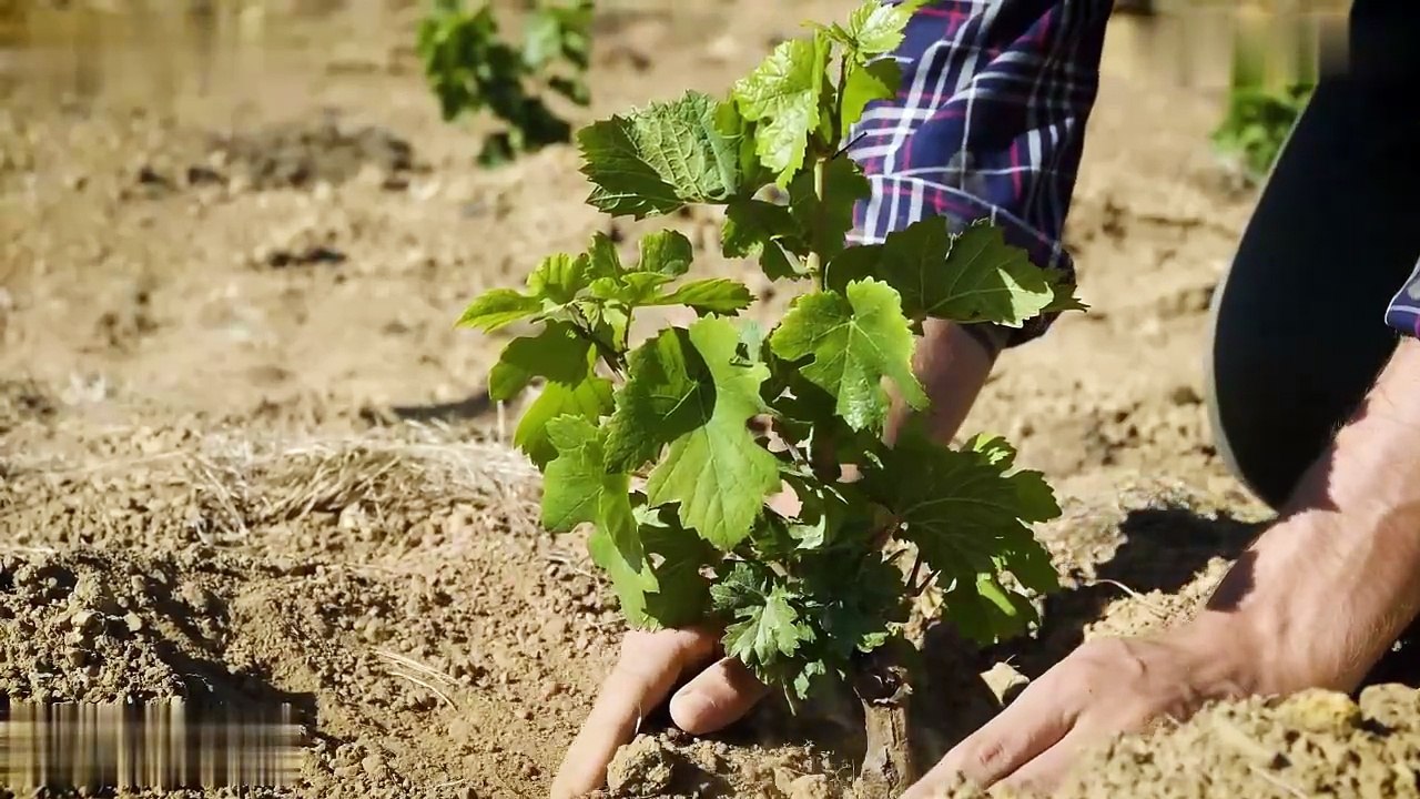Australia's Cotton Industry- Challenges, Opportunities, and Global Impact | Scott Biffin