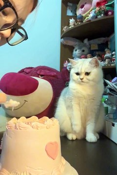 2024 best animals videos #cutecatvideos #funnycatvideos #cuteanimals #funny #reels #shortsvideo #shorts #animal #funny animals #cat #animals #fyp