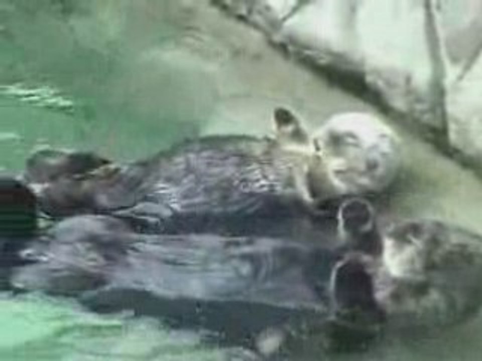 Cute_Otters